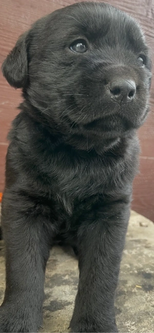 Labrador Retriever Negru - mascul - imagine 3