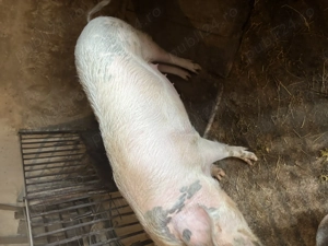 Porc pentru sacrificat - imagine 3