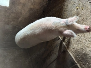 Porc pentru sacrificat - imagine 4