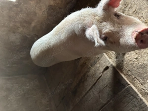 Porc pentru sacrificat - imagine 5