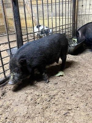 vier vietnamez - imagine 3