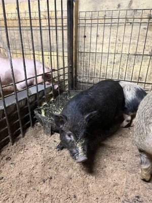 vier vietnamez - imagine 5