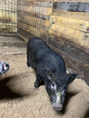 vier vietnamez - imagine 2