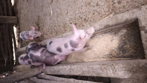 Vând purcei ..k - imagine 2