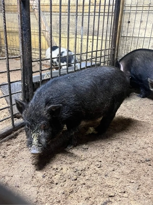 vier vietnamez - imagine 4