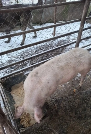 Porci de vanzare - imagine 2