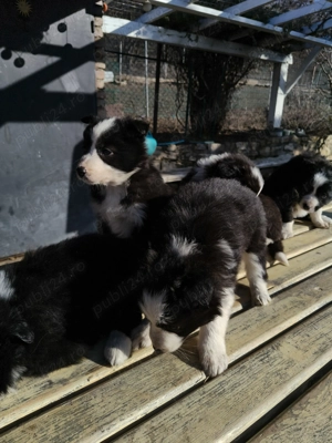 Vând  pui border collie - imagine 4