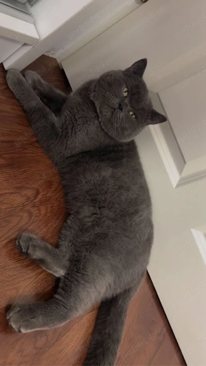 Motan British Shorthair - imagine 2