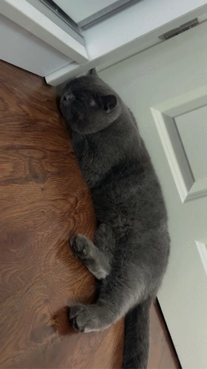 Motan British Shorthair