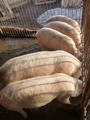 Vand soldani  - imagine 2