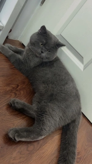 Motan British Shorthair - imagine 3