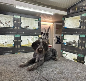 vând cățel brac german  - imagine 3