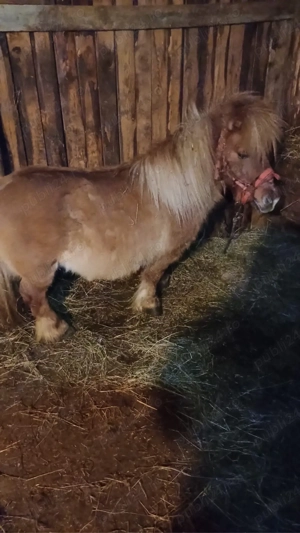 ponei de vanzare - imagine 2