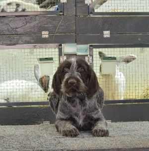 vând cățel brac german  - imagine 2