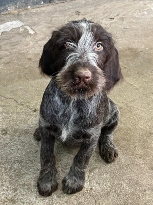 vând cățel brac german  - imagine 5