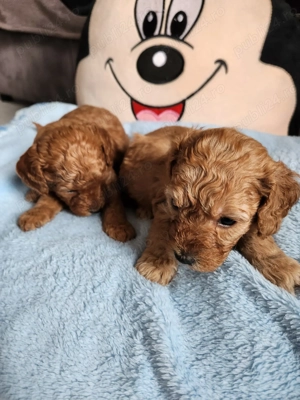 Pui poodle toy rosu cauta casuta - imagine 5