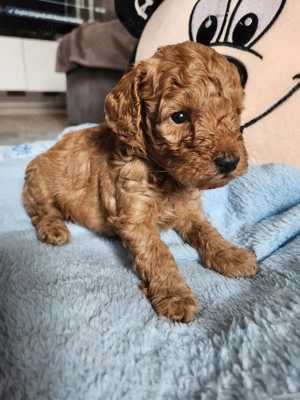 Pui poodle toy rosu cauta casuta - imagine 2