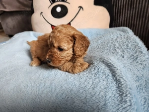 Pui poodle toy rosu cauta casuta - imagine 4