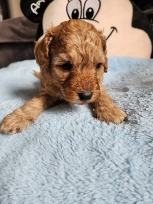 Pui poodle toy rosu cauta casuta - imagine 3