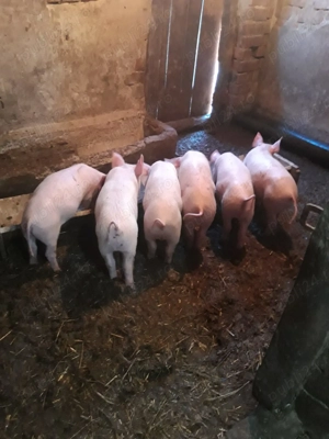 Vând purcei rasă de carne 