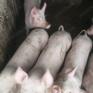 Vînd grăsuni  Marele alb  - imagine 5