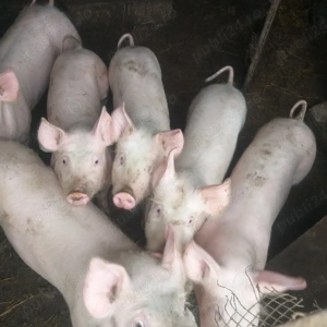 Vînd grăsuni  Marele alb  - imagine 4