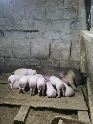 vand scroafa cu 10 purcei. 