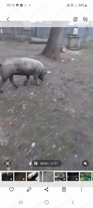 Vând purcea a două fătare este genstanta mai multe detalii la tel - imagine 2