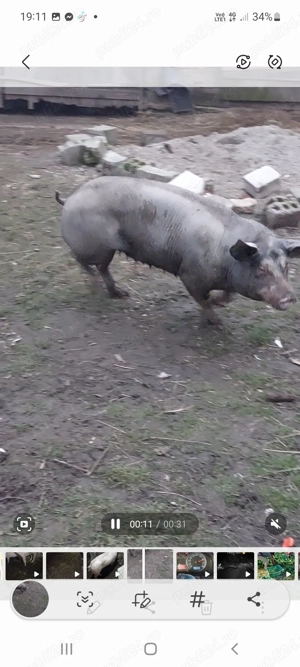 Vând purcea a două fătare este genstanta mai multe detalii la tel - imagine 3