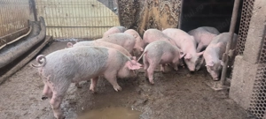 Purcei de vanzare. - imagine 3