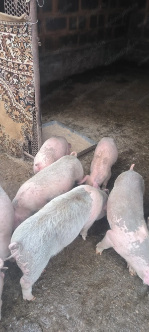 Purcei de vanzare. - imagine 5