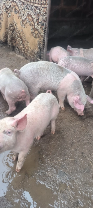 Purcei de vanzare. - imagine 2