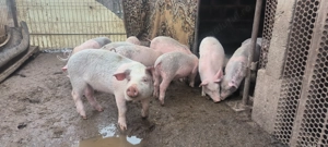 Purcei de vanzare. - imagine 4