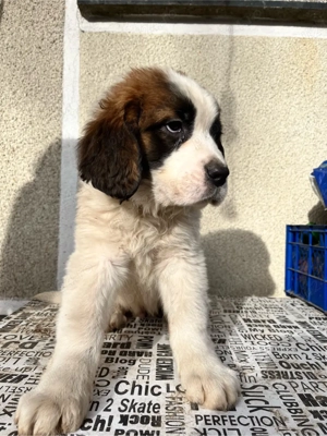 Ciobanesc moscovit   paznicul Moscovei - imagine 5