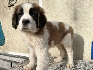 Ciobanesc moscovit   paznicul Moscovei - imagine 2