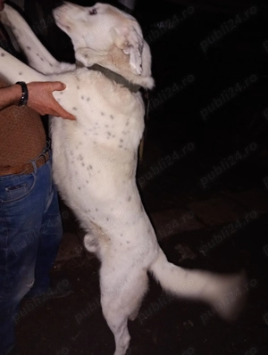 Vand căina alabai de 14 luni 70 kg   - imagine 5