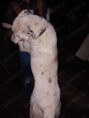 Vand căina alabai de 14 luni 70 kg   - imagine 4