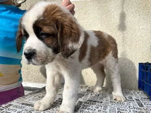 Ciobanesc moscovit   paznicul Moscovei