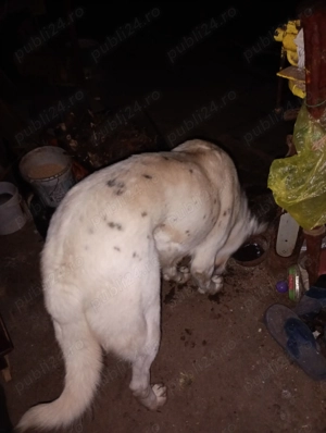 Vand căina alabai de 14 luni 70 kg   - imagine 3