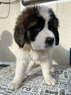 Ciobanesc moscovit   paznicul Moscovei - imagine 4