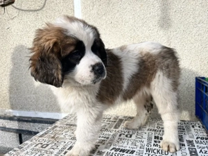 Ciobanesc moscovit   paznicul Moscovei - imagine 3