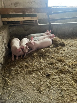 Vand soldani  - imagine 4