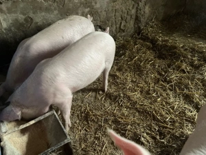 Vand soldani  - imagine 2