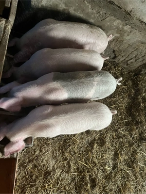 Vand soldani  - imagine 3