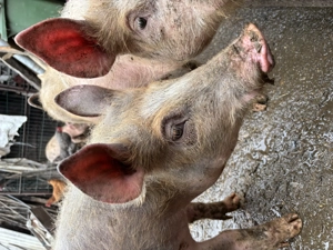 Purcei de vânzare - imagine 3