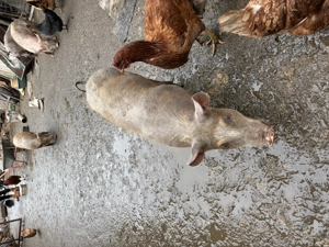 Purcei de vânzare - imagine 4