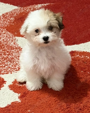 fetiță bichon  - imagine 3