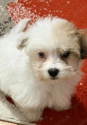 fetiță bichon  - imagine 2