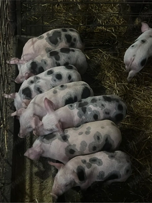 vind purcei de 6 saptamini - imagine 3