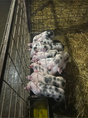 vind purcei de 6 saptamini - imagine 3